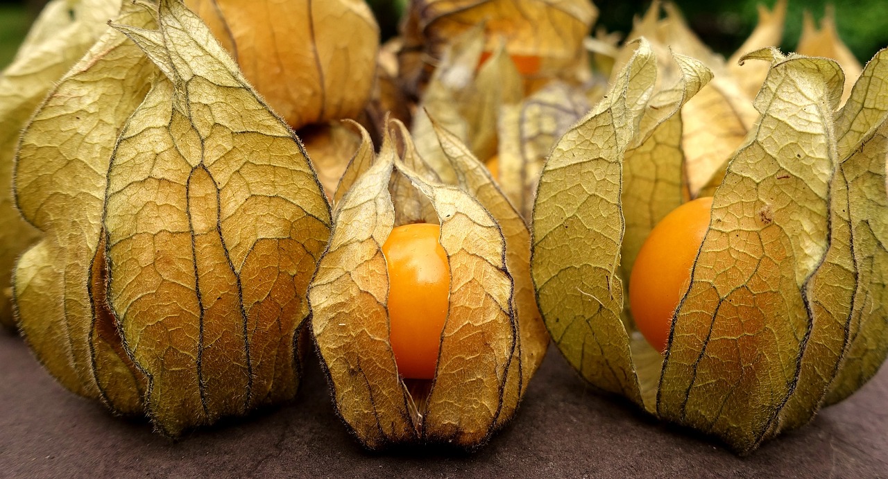 physalis, fruit, berry