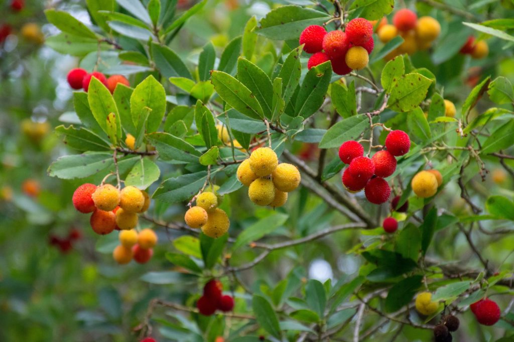 Frutas colgando de un árbol